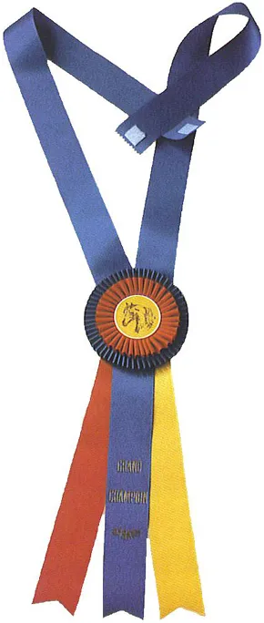 Blue horse neck ribbon with a red and yellow rosette